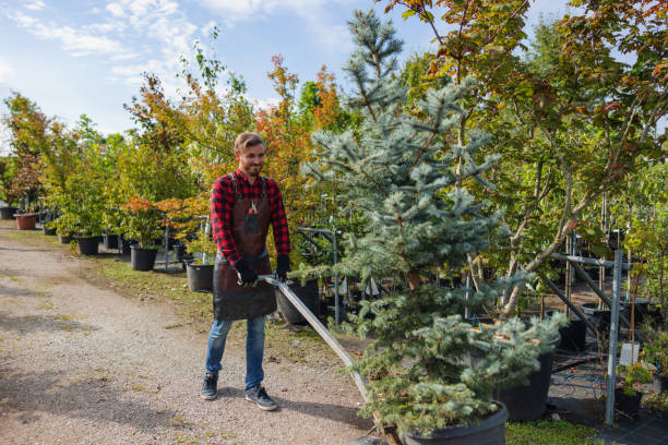 How Our Tree Care Process Works  in  Avalon, NJ